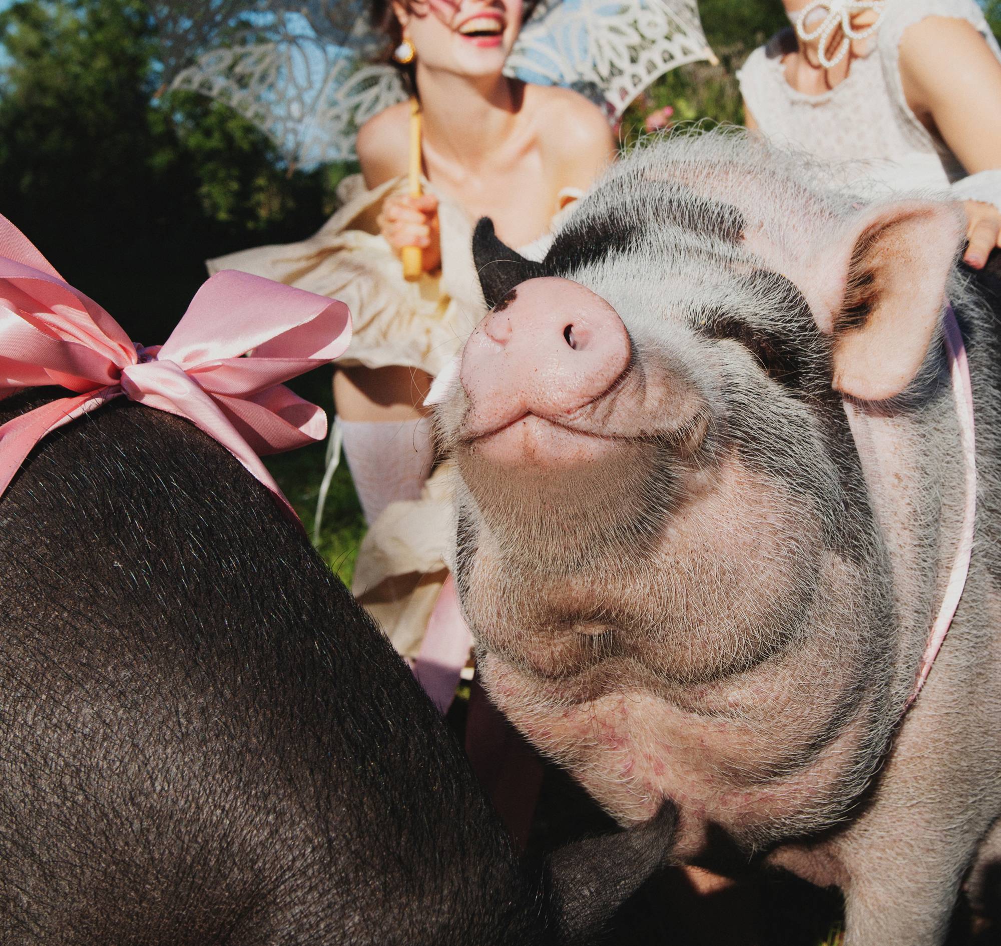 Two pigs with a pink bow on its heads and smiling girls in the background.