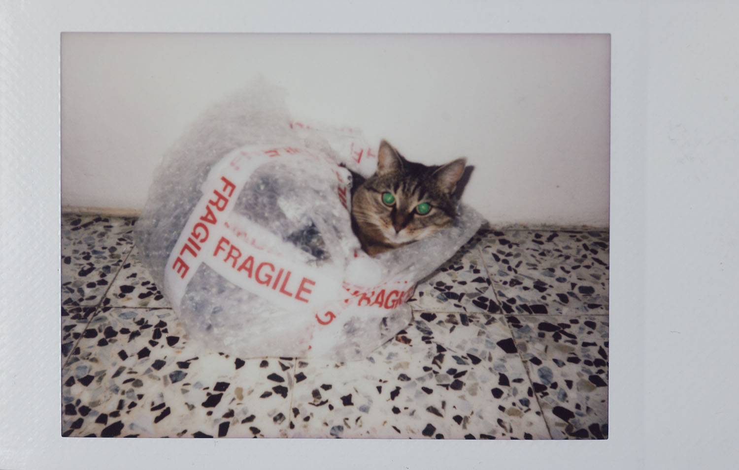 Cat sleeping in plastic polaroid