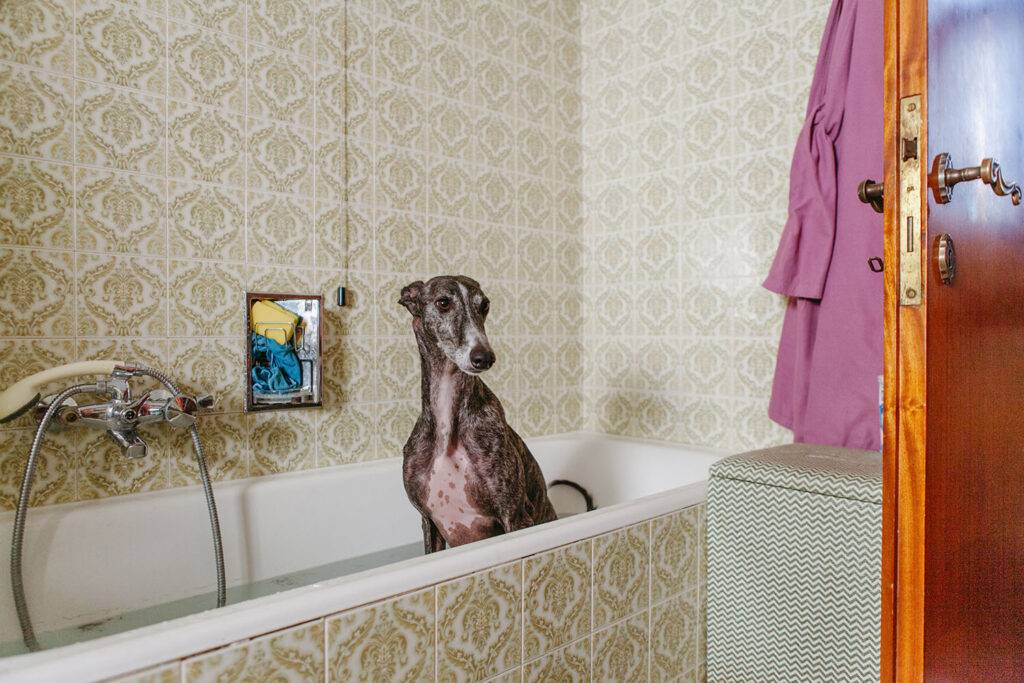 A greyhound dog taking a bath in a bathtub in a bathroom