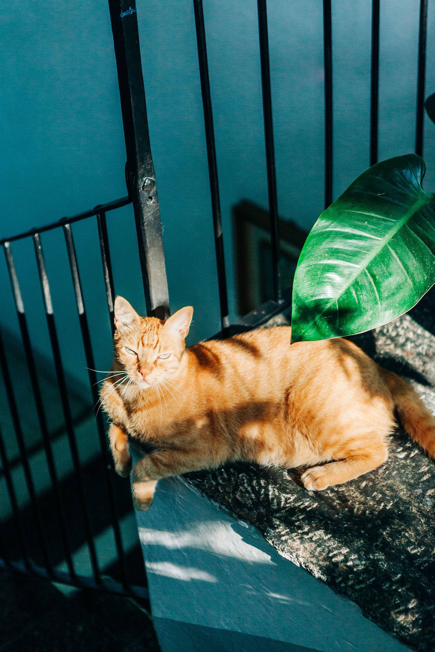 Ginger cat sleeping in sushine