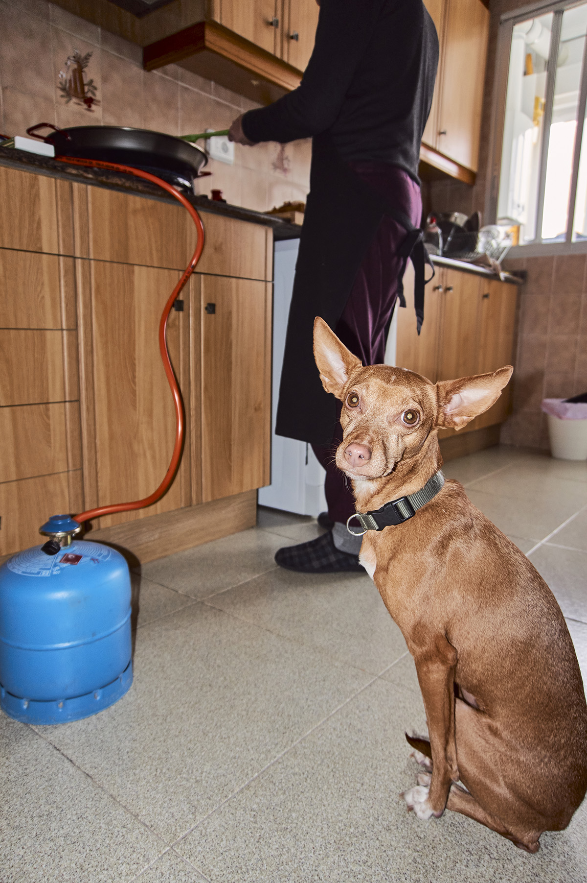 Dog in the kitchen waiting for the treat and looking at camera