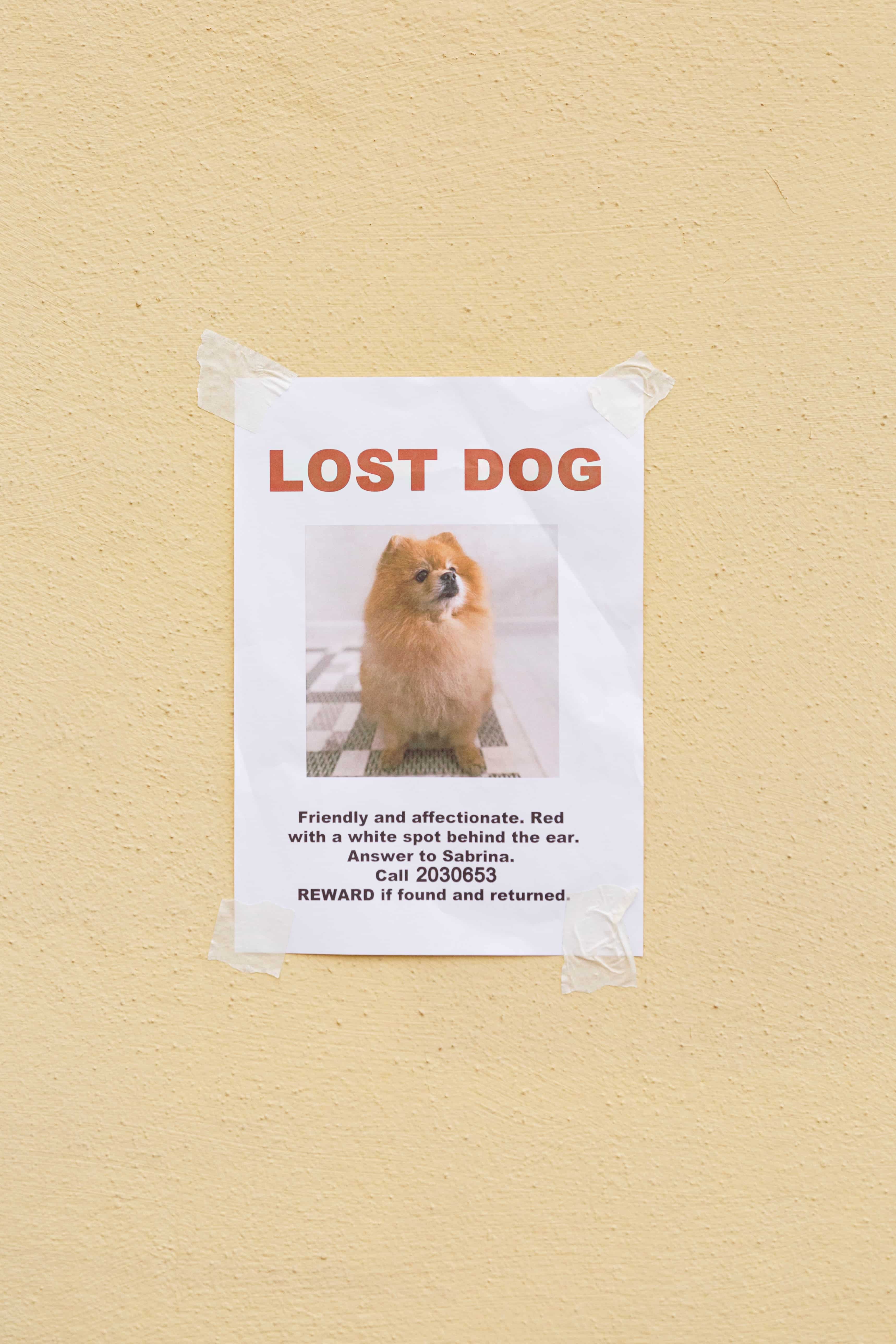 Paper poster with spitz image and lost dog inscription attached to beige wall with scotch tape