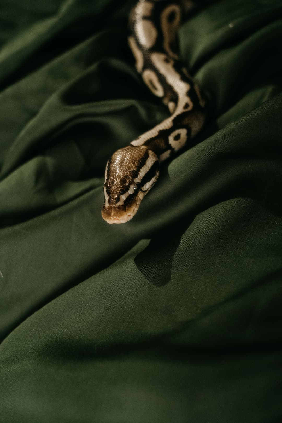 Python moves on top of beautiful forest green bedsheets.