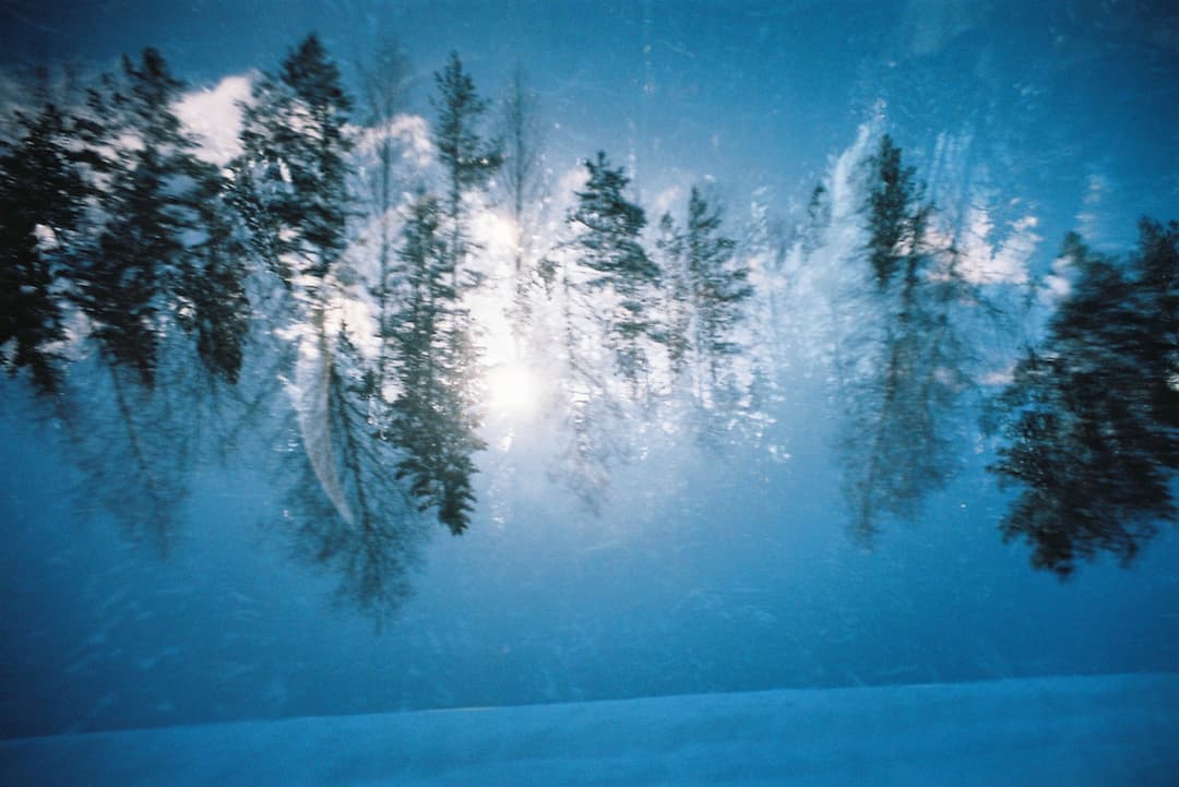 Double exposure of Finnish forest