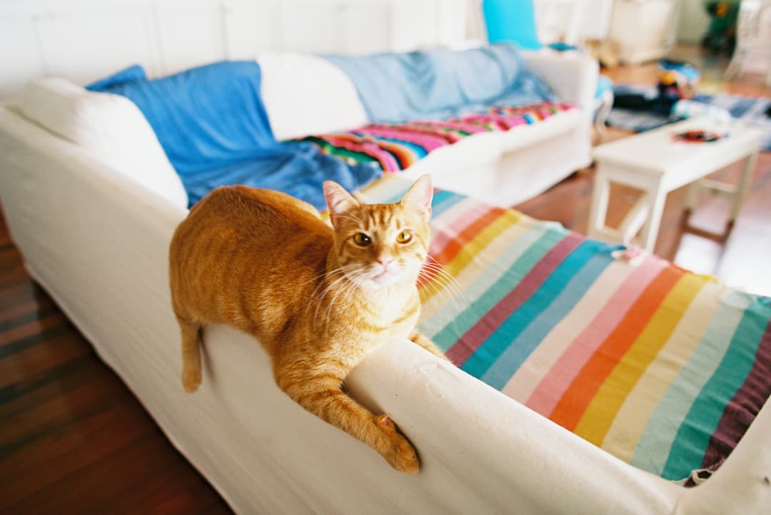 orange cat on white sofa