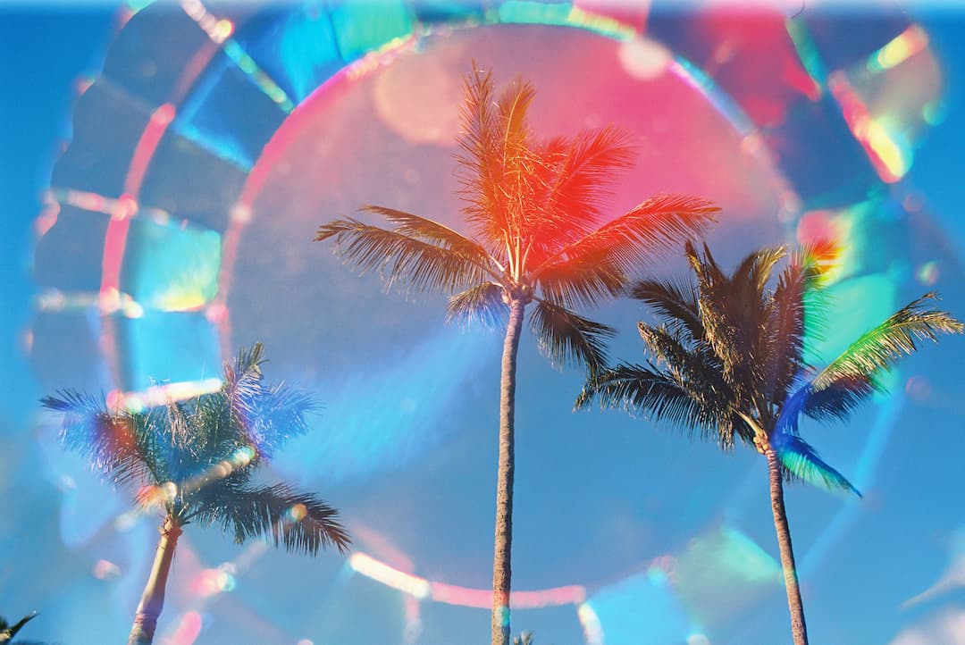Palm tree in Hawaii with color