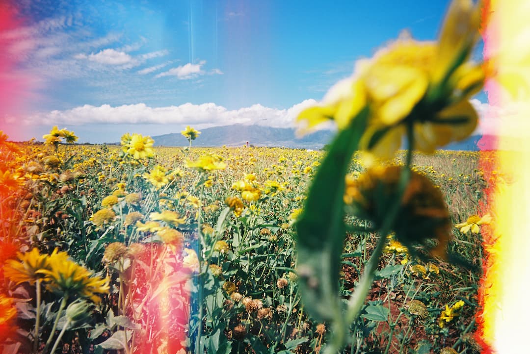 yellow flower field on maui, hawaii