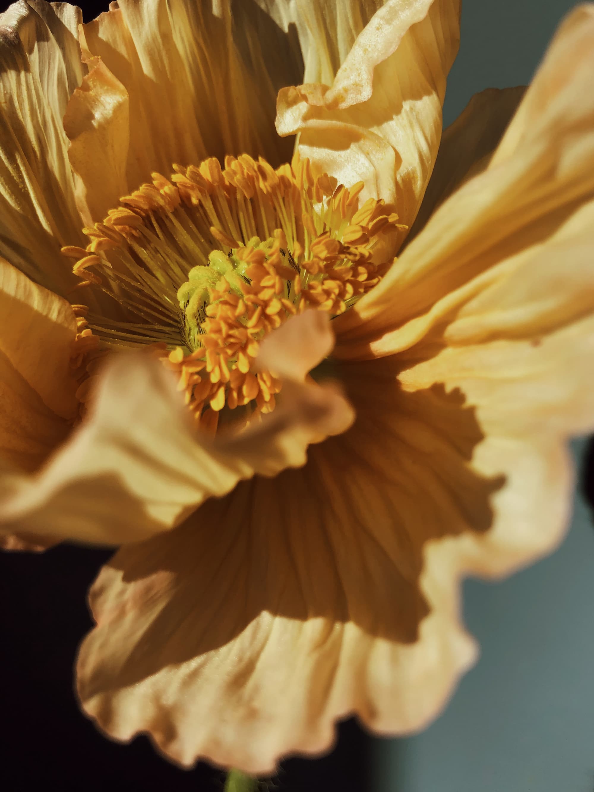 Papaver flower