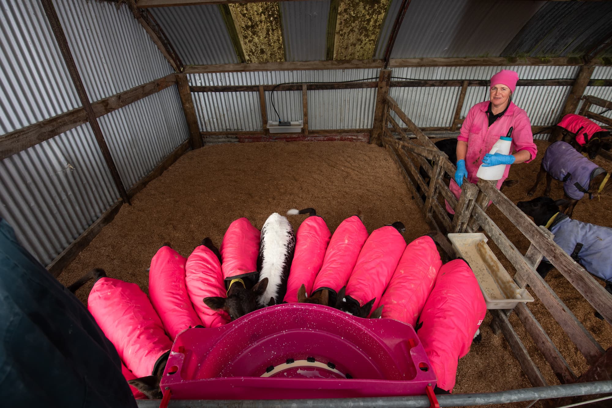 Ten newborn calves are suckling yellow colostrum from a 12 teat half round pink feeder. The female farmer is standing in the adjacent calf pen holding an individual calf feeding bottle. She is wearing pink overalls and a pink beanie. The calves are in a pen in a round corrugated iron half open barn with clean and dry woodchip bedding.