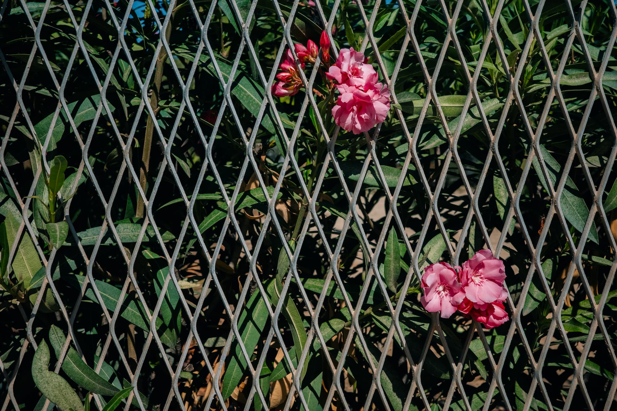 Pink flowers and green leaves peeking through the gaps of a metal fence, creating a contrast of nature and structure.