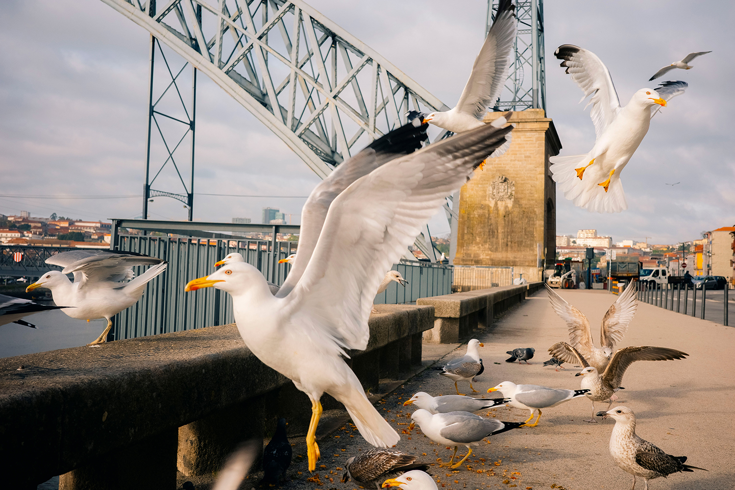 A Group of Seagulls in a Riverside Seagulls walking and flying on the empty embankment near Luis I bridge in Porto, Portugal