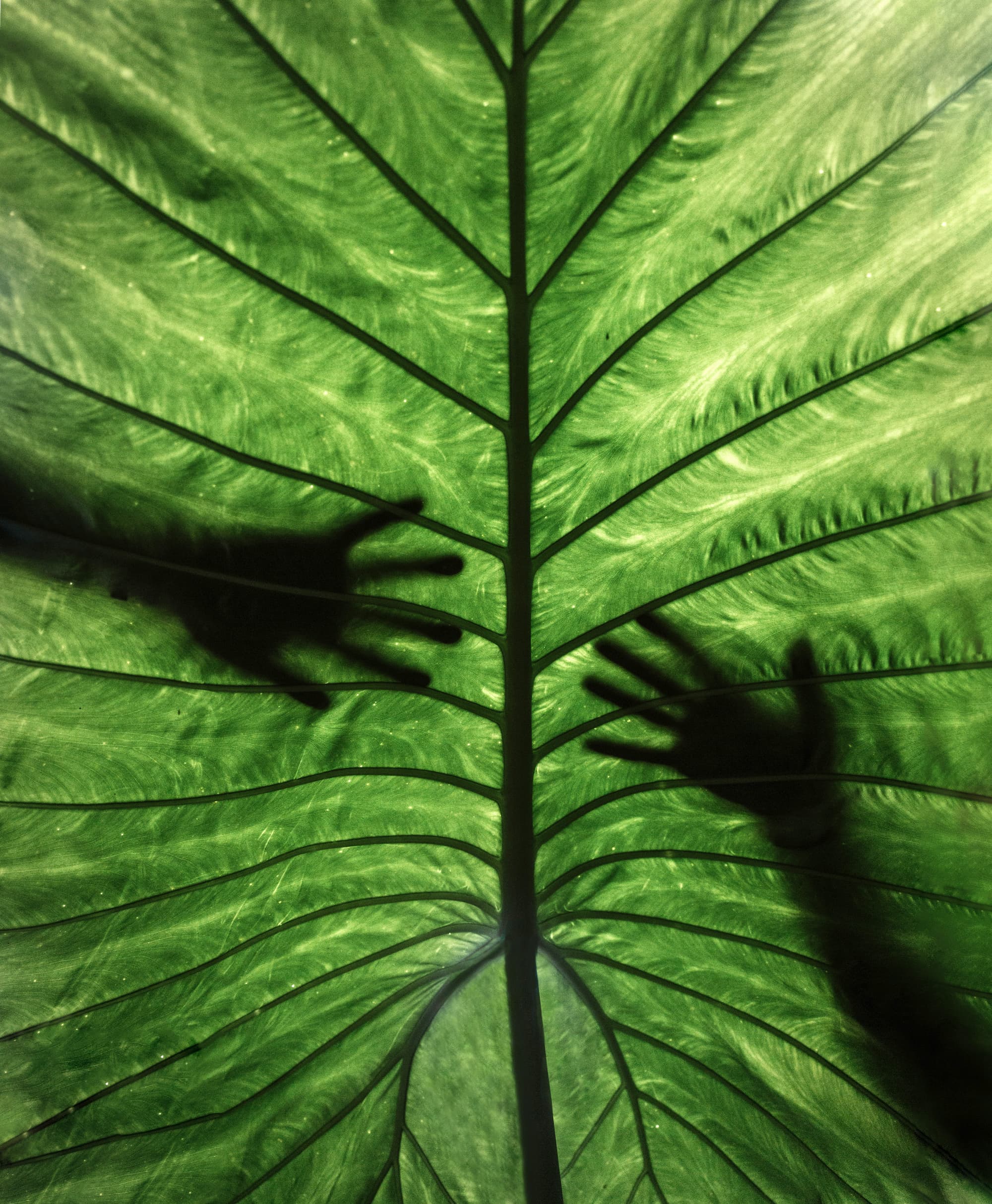 Silhouette of two hands behind a giant tropical leaf Shot at Brazilian jungle, shows connection between nature and humans