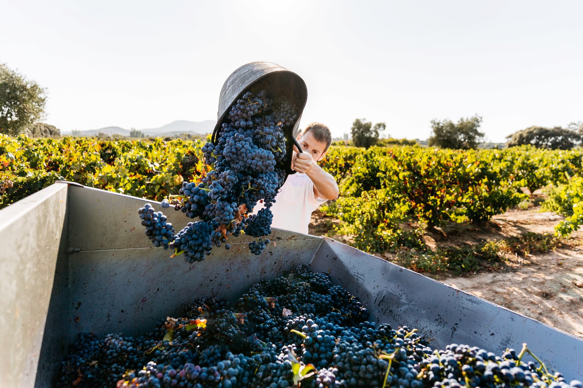 Farmer pouring basket case full of grapes in tractor's trailer during grape harvesting