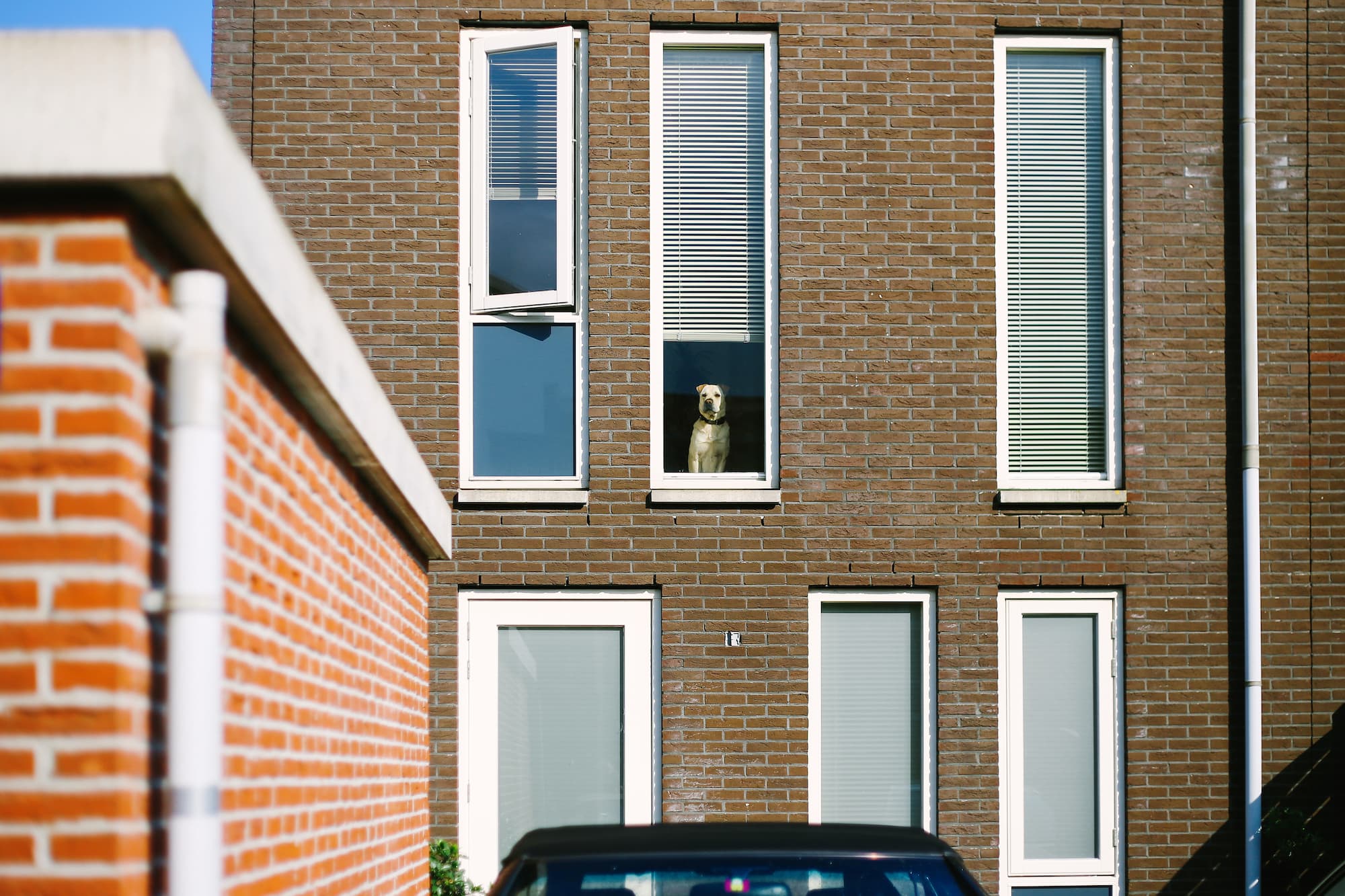 Alone at home. A lone dog staring through the window, waiting of her owner.