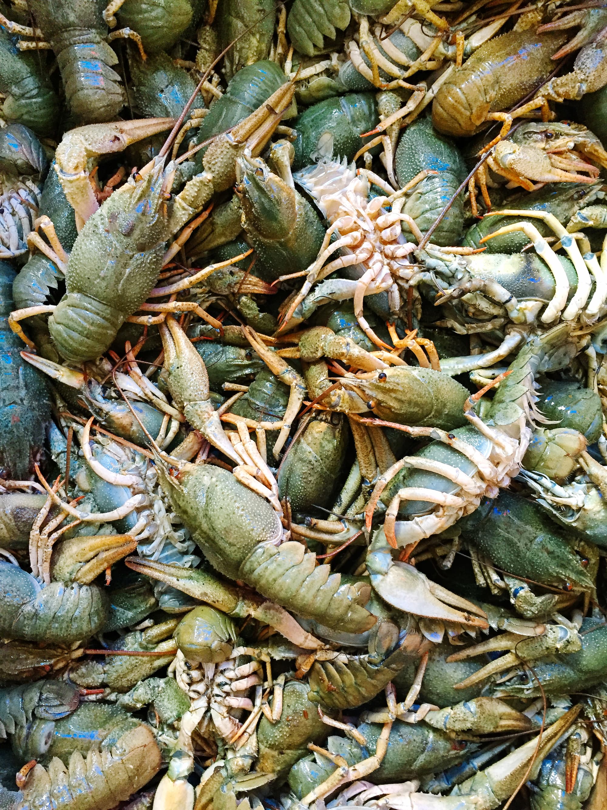 Crayfish on the market Lots of crayfishes (looked like a texture), view from above
