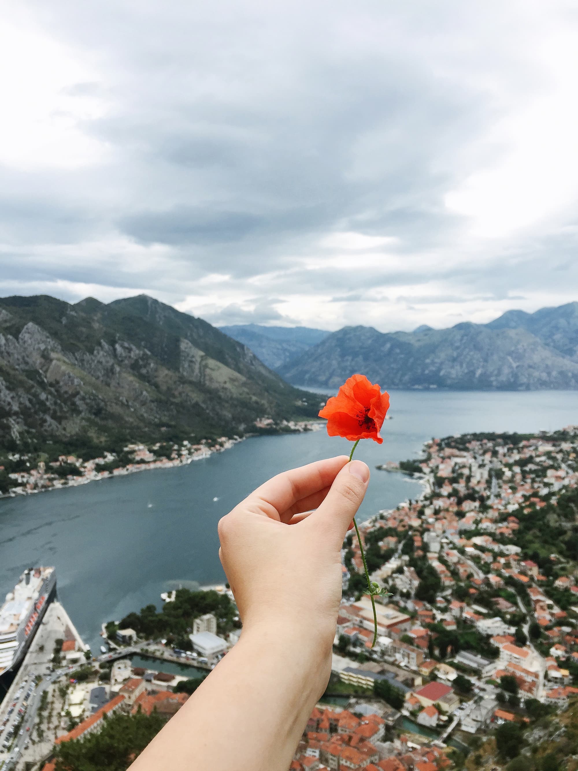 On top of Kotor Beautiful red poppy in the hand on the top of the mountain in Kotor, Montenegro