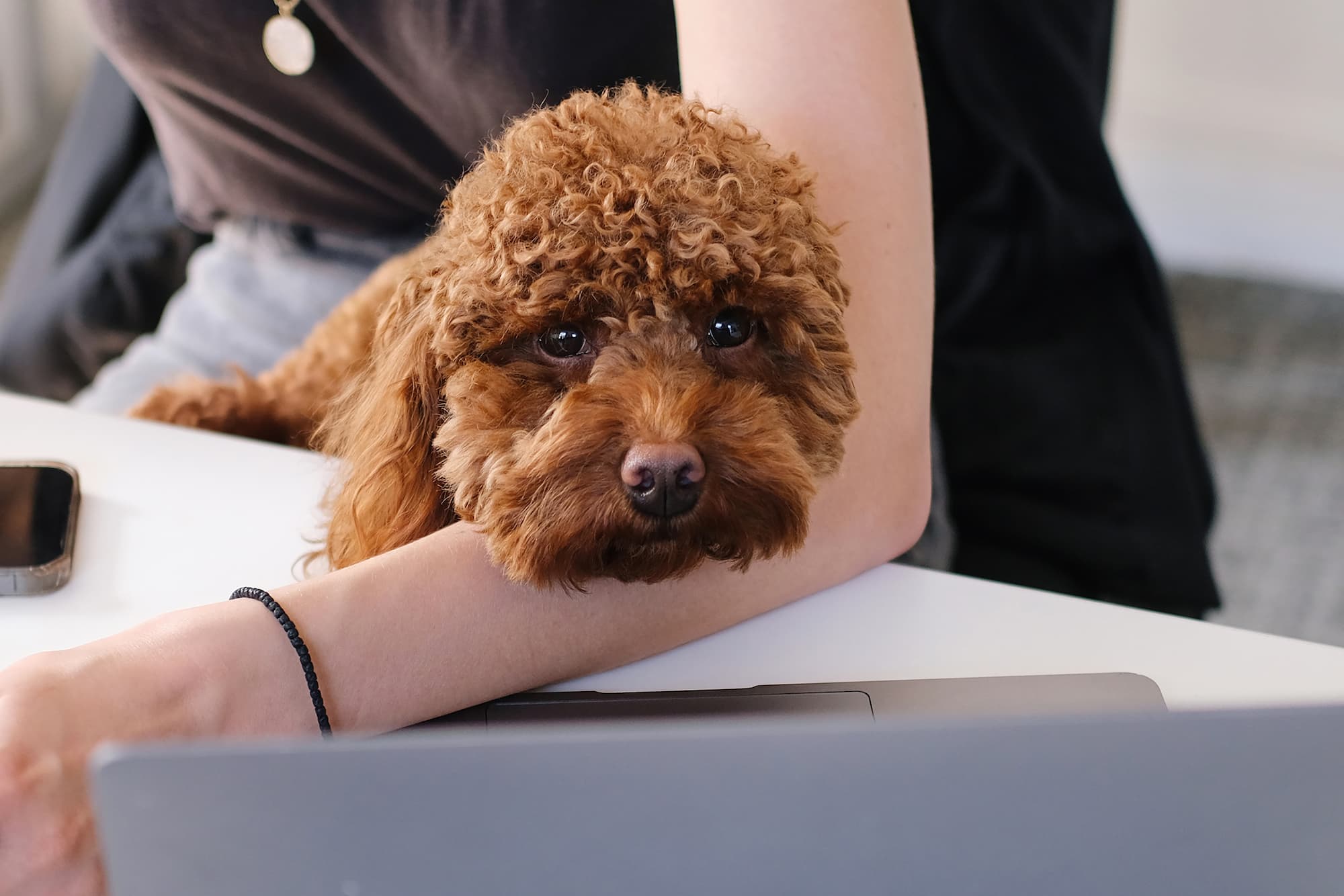 A Woman Working On Laptop With a Curly Dog on her lap. A cute curly dog patiently sitting on her owner's lap while she's working.