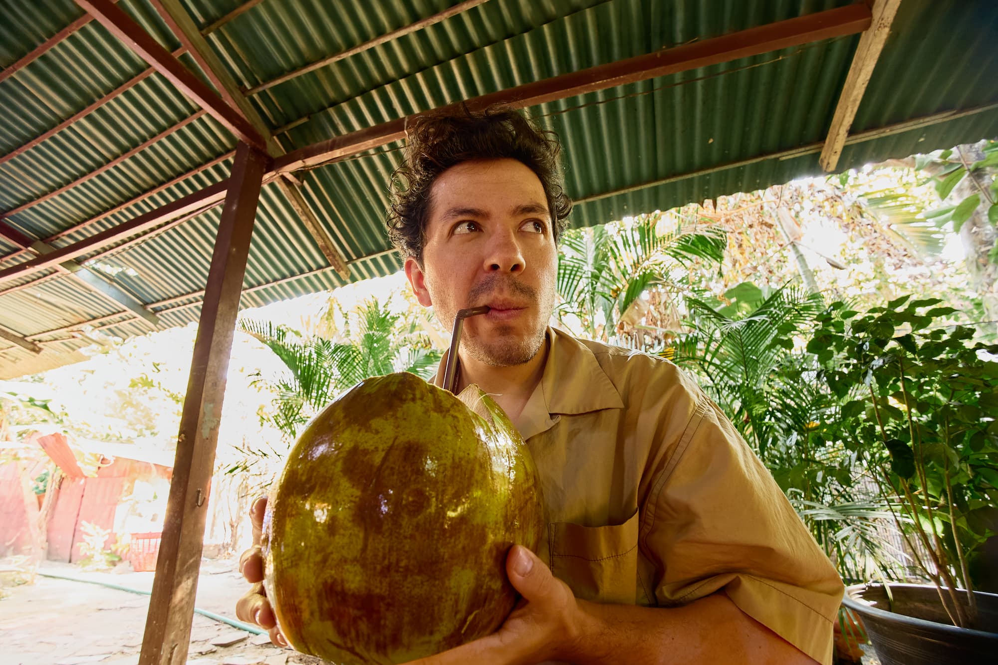 Tourist drinking Coconut Drink in Siem Reap A man drinks from a large coconut with a straw under a metal roof in Siem Reap, Cambodia. Tropical plants fill the shaded background.