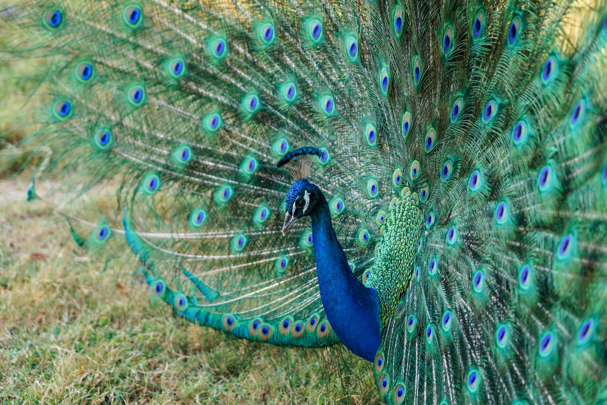 A male Indian peafowl is spreading its tail feathers while walking on a pasture field at a livestock farm in Thailand at sunset