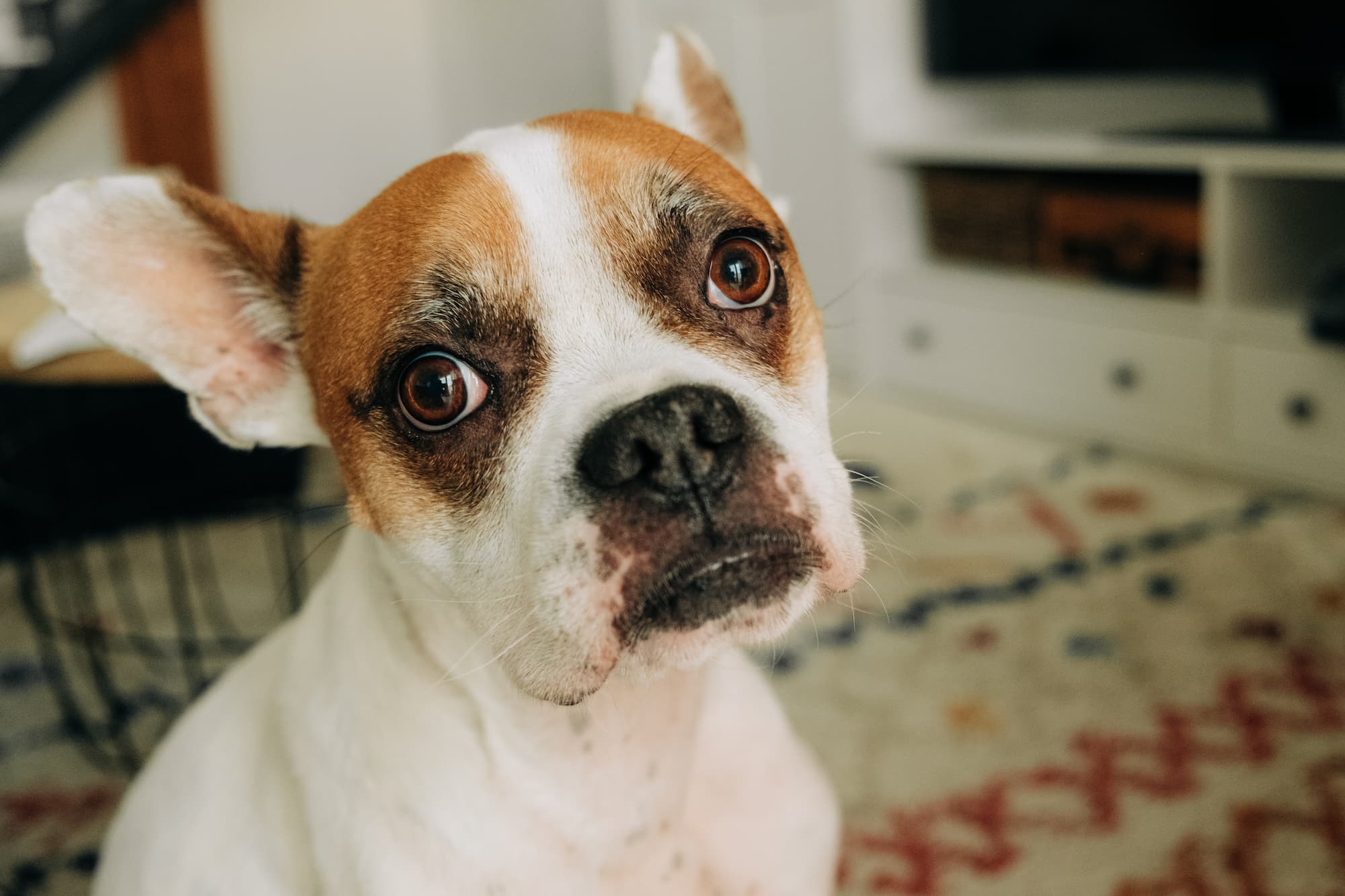 Dog with big eyes looking at camera while sitting on patterned carpet indoors.